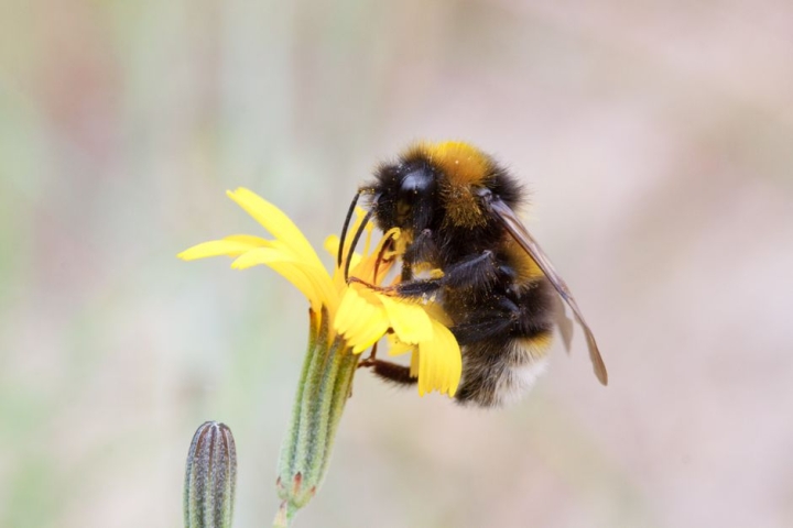 Acouphène bourdonnement : Traitements et solutions